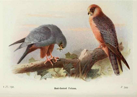 Reproducción/Reproduction 8263827629: The birds of the British Isles and their eggs.. London ;F. Warne,1919.