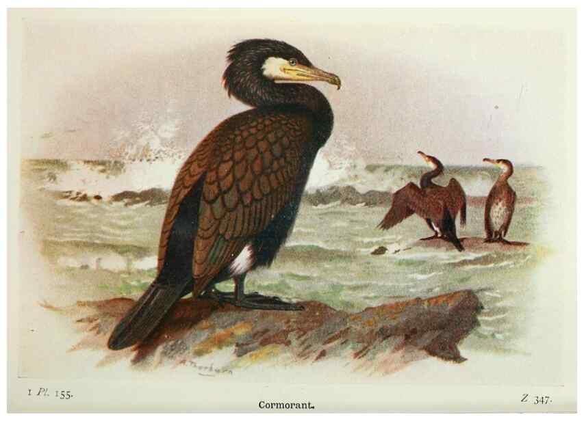 Reproducción/Reproduction 8263828479: The birds of the British Isles and their eggs.. London ;F. Warne,1919.
