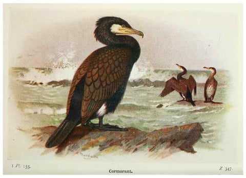 Reproducción/Reproduction 8263828479: The birds of the British Isles and their eggs.. London ;F. Warne,1919.
