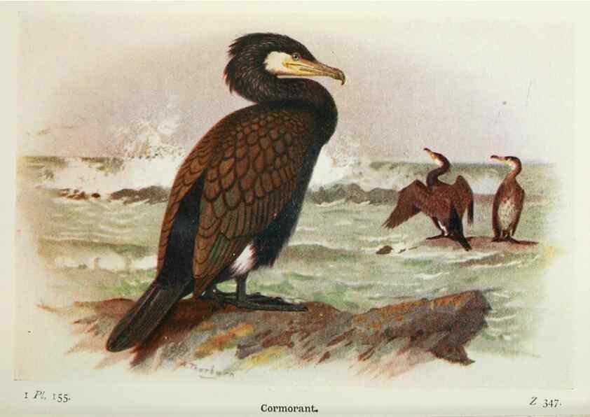 Reproducción/Reproduction 8263828479: The birds of the British Isles and their eggs.. London ;F. Warne,1919.