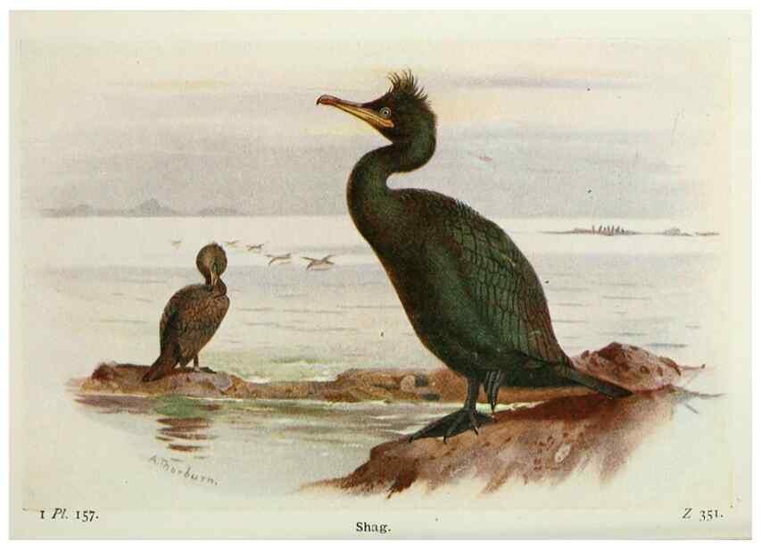 Reproducción/Reproduction 8263829047: The birds of the British Isles and their eggs.. London ;F. Warne,1919.