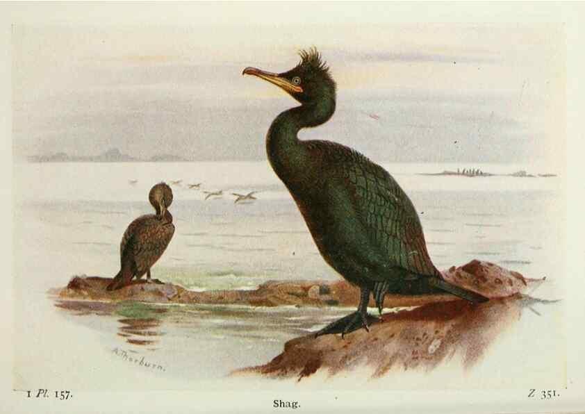 Reproducción/Reproduction 8263829047: The birds of the British Isles and their eggs.. London ;F. Warne,1919.