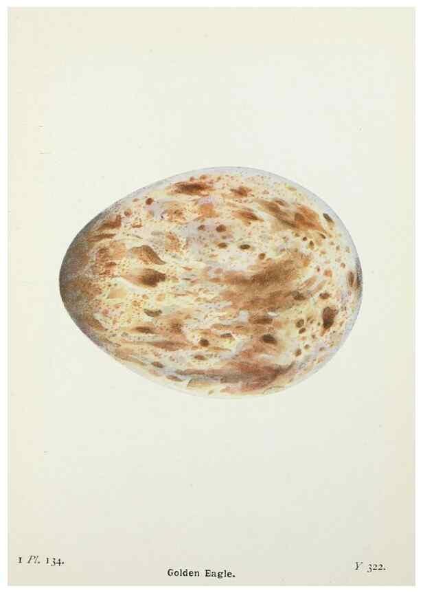 Reproducción/Reproduction 8263818571: The birds of the British Isles and their eggs.. London ;F. Warne,1919.