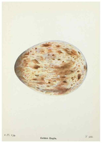 Reproducción/Reproduction 8263818571: The birds of the British Isles and their eggs.. London ;F. Warne,1919.