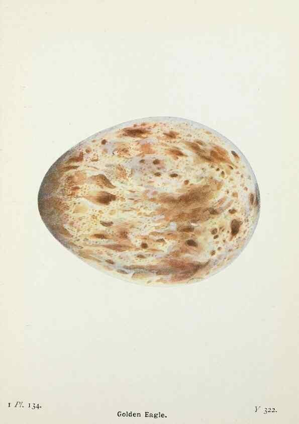 Reproducción/Reproduction 8263818571: The birds of the British Isles and their eggs.. London ;F. Warne,1919.