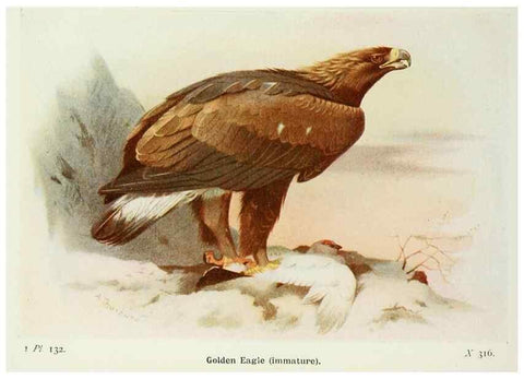 Reproducción/Reproduction 8263817975: The birds of the British Isles and their eggs.. London ;F. Warne,1919.
