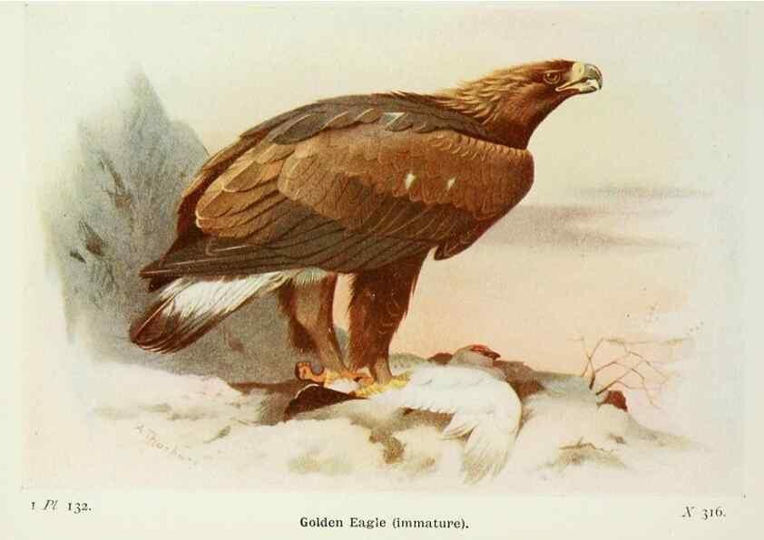 Reproducción/Reproduction 8263817975: The birds of the British Isles and their eggs.. London ;F. Warne,1919.