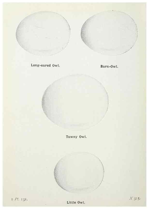 Reproducción/Reproduction 8263817385: The birds of the British Isles and their eggs.. London ;F. Warne,1919.
