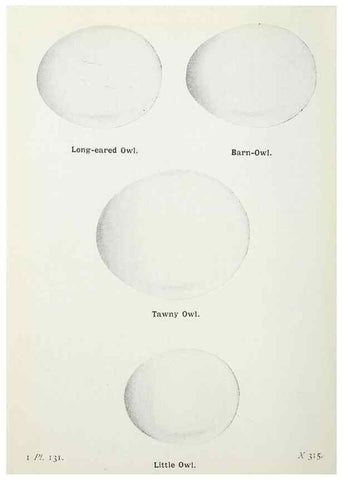 Reproducción/Reproduction 8263817385: The birds of the British Isles and their eggs.. London ;F. Warne,1919.