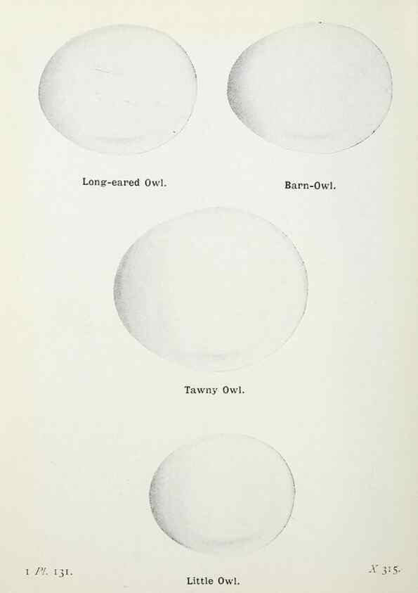 Reproducción/Reproduction 8263817385: The birds of the British Isles and their eggs.. London ;F. Warne,1919.