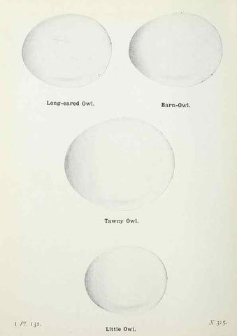 Reproducción/Reproduction 8263817385: The birds of the British Isles and their eggs.. London ;F. Warne,1919.