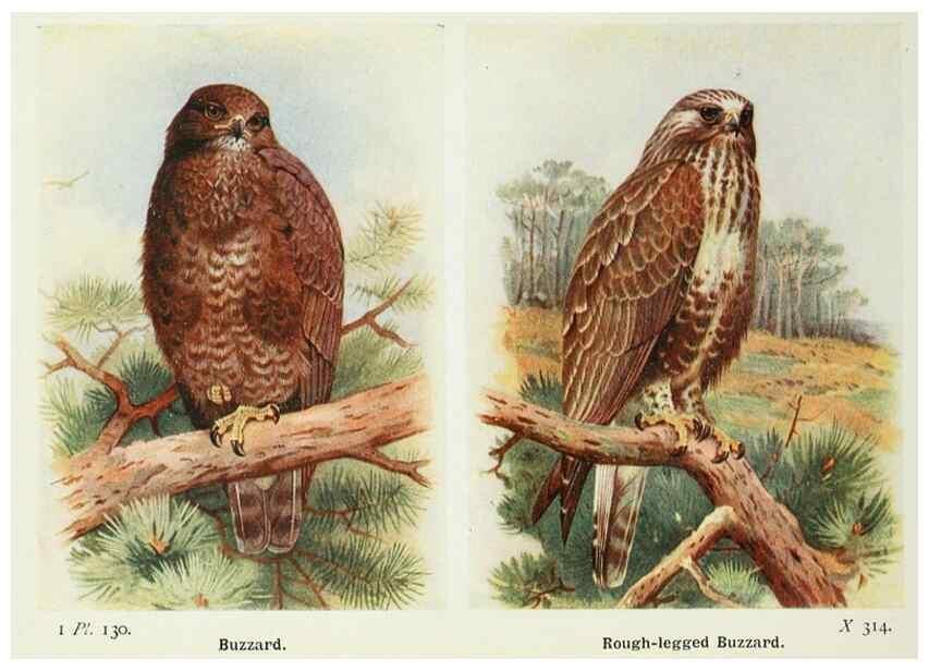 Reproducción/Reproduction 8263816849: The birds of the British Isles and their eggs.. London ;F. Warne,1919.