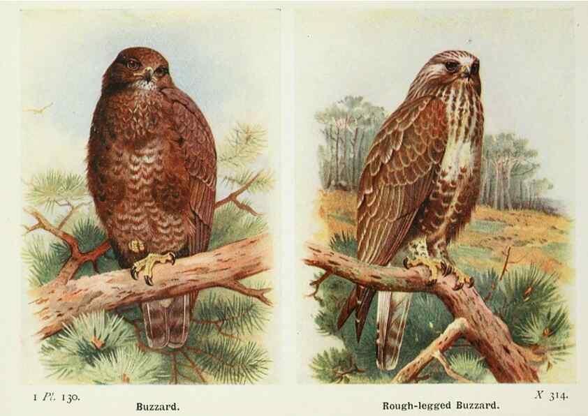 Reproducción/Reproduction 8263816849: The birds of the British Isles and their eggs.. London ;F. Warne,1919.