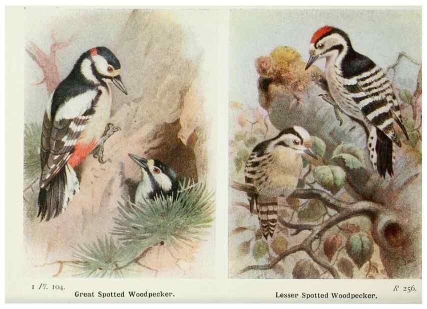 Reproducción/Reproduction 8263806381: The birds of the British Isles and their eggs.. London ;F. Warne,1919.