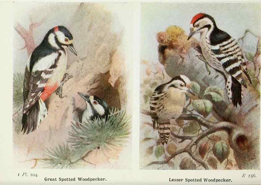 Reproducción/Reproduction 8263806381: The birds of the British Isles and their eggs.. London ;F. Warne,1919.