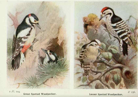 Reproducción/Reproduction 8263806381: The birds of the British Isles and their eggs.. London ;F. Warne,1919.
