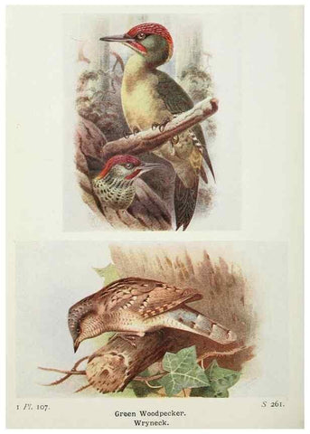 Reproducción/Reproduction 8264875040: The birds of the British Isles and their eggs.. London ;F. Warne,1919.