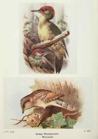 Reproducción/Reproduction 8264875040: The birds of the British Isles and their eggs.. London ;F. Warne,1919.