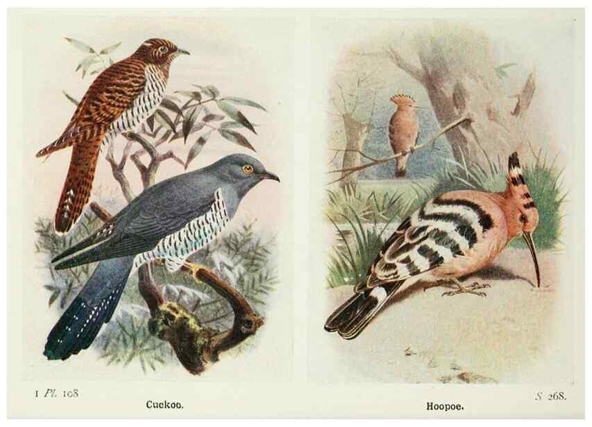 Reproducción/Reproduction 8264875618: The birds of the British Isles and their eggs.. London ;F. Warne,1919.