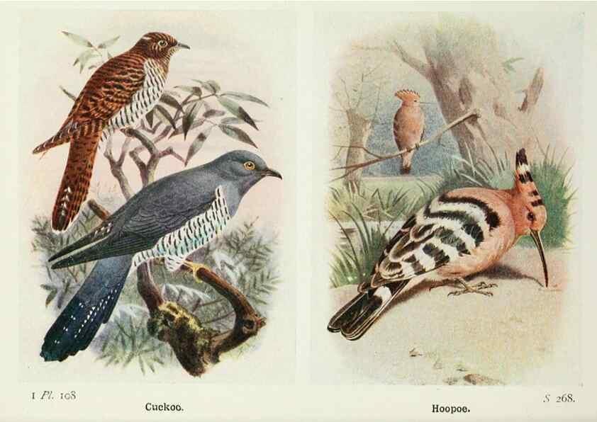 Reproducción/Reproduction 8264875618: The birds of the British Isles and their eggs.. London ;F. Warne,1919.