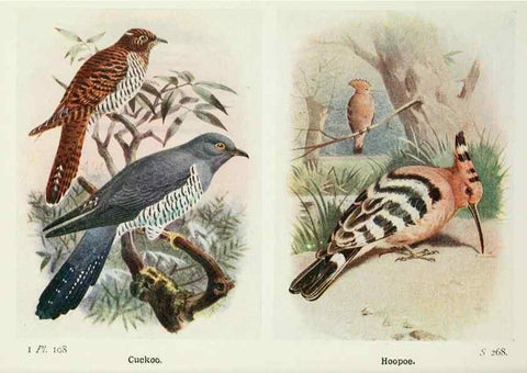 Reproducción/Reproduction 8264875618: The birds of the British Isles and their eggs.. London ;F. Warne,1919.