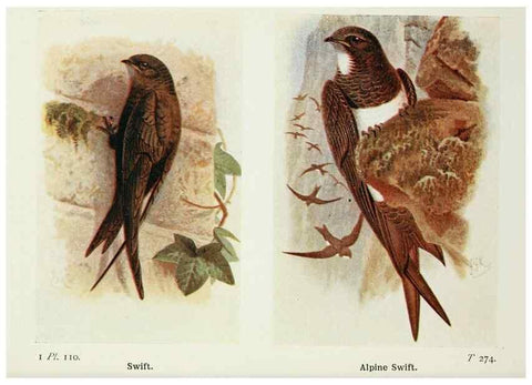 Reproducción/Reproduction 8263808311: The birds of the British Isles and their eggs.. London ;F. Warne,1919.