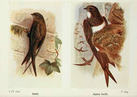 Reproducción/Reproduction 8263808311: The birds of the British Isles and their eggs.. London ;F. Warne,1919.