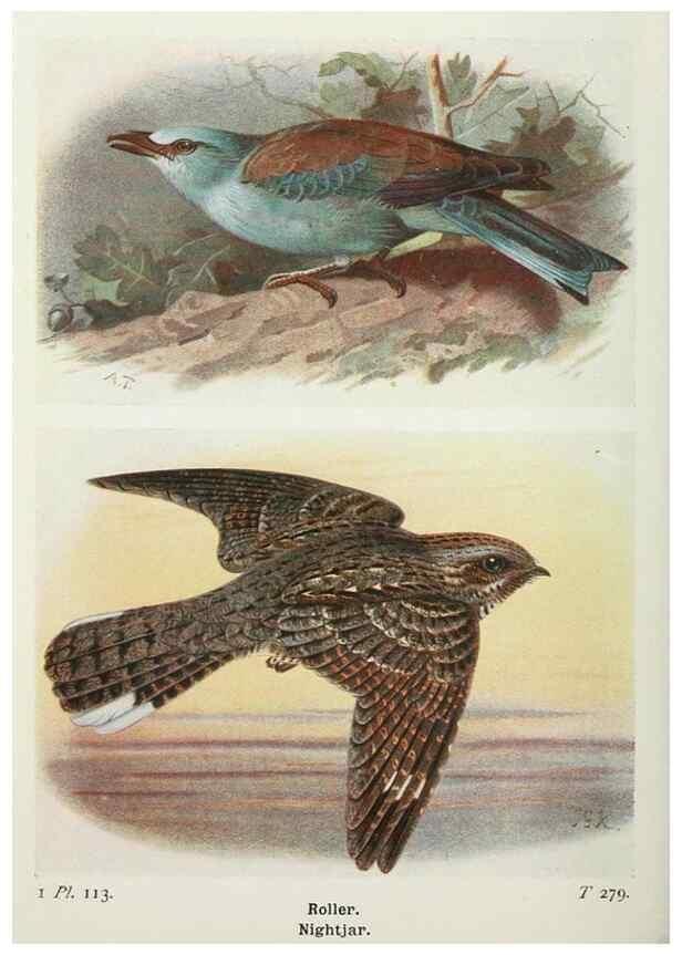 Reproducción/Reproduction 8263809085: The birds of the British Isles and their eggs.. London ;F. Warne,1919.