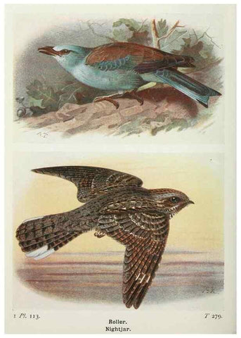 Reproducción/Reproduction 8263809085: The birds of the British Isles and their eggs.. London ;F. Warne,1919.