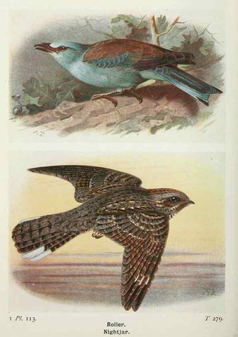 Reproducción/Reproduction 8263809085: The birds of the British Isles and their eggs.. London ;F. Warne,1919.