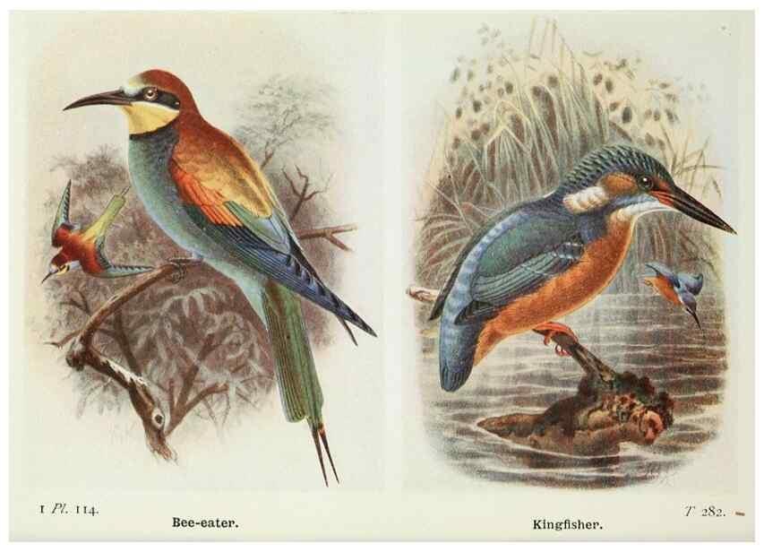 Reproducción/Reproduction 8263809713: The birds of the British Isles and their eggs.. London ;F. Warne,1919.