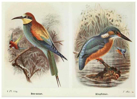 Reproducción/Reproduction 8263809713: The birds of the British Isles and their eggs.. London ;F. Warne,1919.