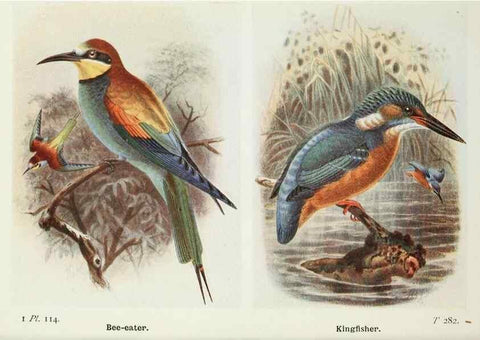 Reproducción/Reproduction 8263809713: The birds of the British Isles and their eggs.. London ;F. Warne,1919.