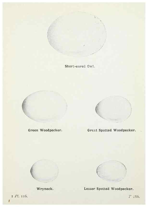 Reproducción/Reproduction 8264878140: The birds of the British Isles and their eggs.. London ;F. Warne,1919.