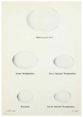 Reproducción/Reproduction 8264878140: The birds of the British Isles and their eggs.. London ;F. Warne,1919.