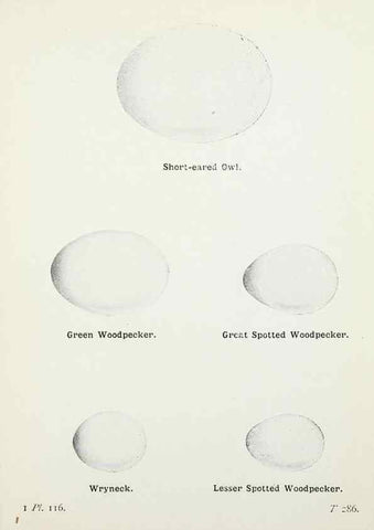 Reproducción/Reproduction 8264878140: The birds of the British Isles and their eggs.. London ;F. Warne,1919.