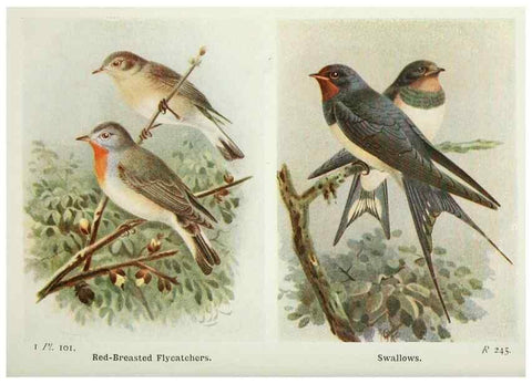 Reproducción/Reproduction 8264873196: The birds of the British Isles and their eggs.. London ;F. Warne,1919.