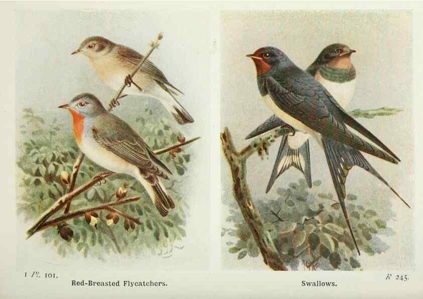 Reproducción/Reproduction 8264873196: The birds of the British Isles and their eggs.. London ;F. Warne,1919.
