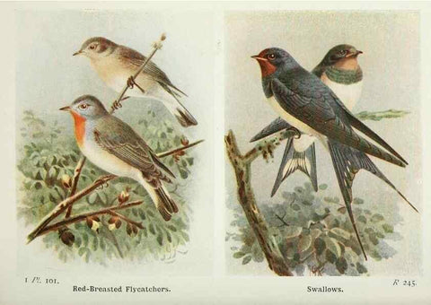 Reproducción/Reproduction 8264873196: The birds of the British Isles and their eggs.. London ;F. Warne,1919.
