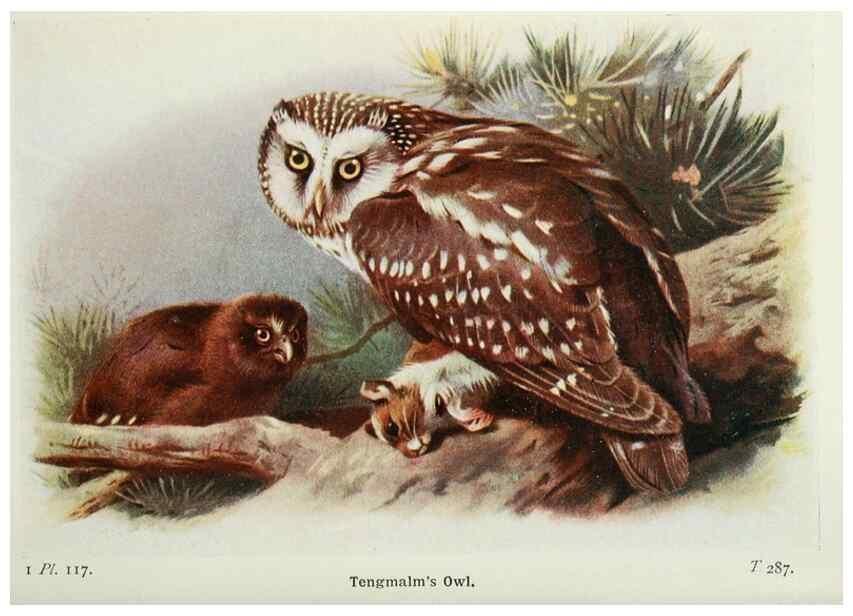 Reproducción/Reproduction 8264878900: The birds of the British Isles and their eggs.. London ;F. Warne,1919.