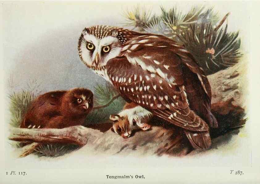 Reproducción/Reproduction 8264878900: The birds of the British Isles and their eggs.. London ;F. Warne,1919.