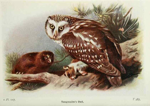 Reproducción/Reproduction 8264878900: The birds of the British Isles and their eggs.. London ;F. Warne,1919.