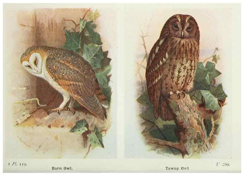 Reproducción/Reproduction 8264880148: The birds of the British Isles and their eggs.. London ;F. Warne,1919.
