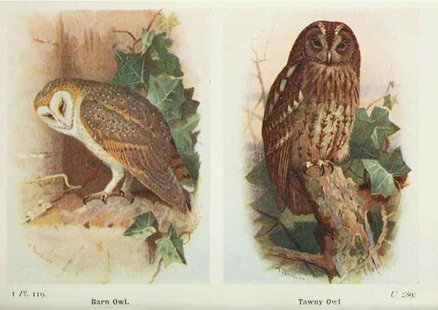 Reproducción/Reproduction 8264880148: The birds of the British Isles and their eggs.. London ;F. Warne,1919.