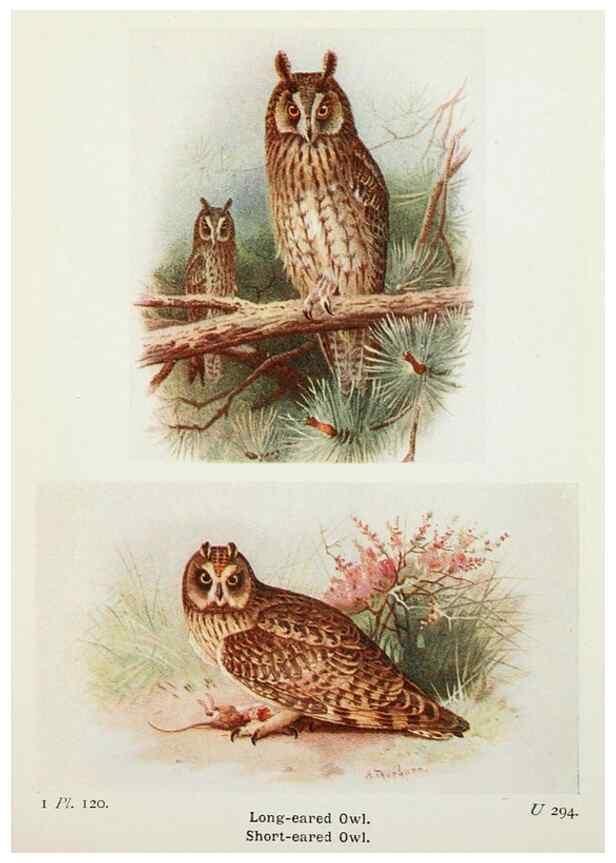 Reproducción/Reproduction 8263812705: The birds of the British Isles and their eggs.. London ;F. Warne,1919.