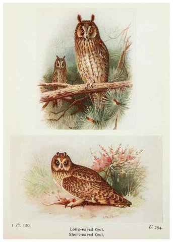 Reproducción/Reproduction 8263812705: The birds of the British Isles and their eggs.. London ;F. Warne,1919.