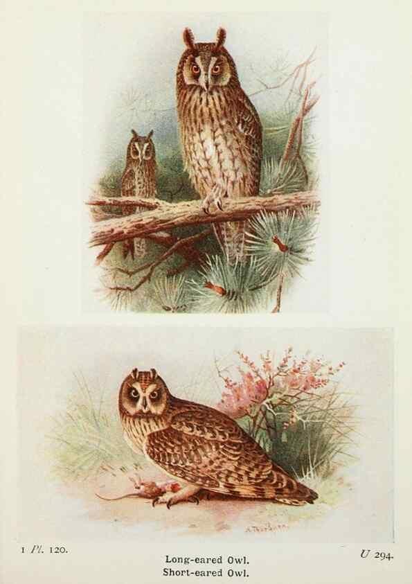 Reproducción/Reproduction 8263812705: The birds of the British Isles and their eggs.. London ;F. Warne,1919.