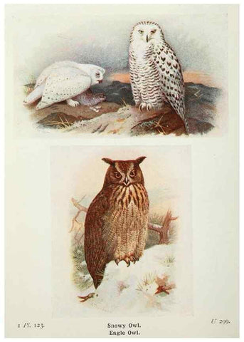 Reproducción/Reproduction 8263813245: The birds of the British Isles and their eggs.. London ;F. Warne,1919.