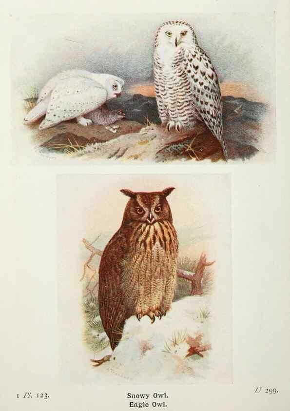 Reproducción/Reproduction 8263813245: The birds of the British Isles and their eggs.. London ;F. Warne,1919.