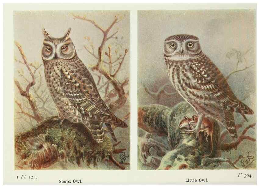 Reproducción/Reproduction 8263814193: The birds of the British Isles and their eggs.. London ;F. Warne,1919.